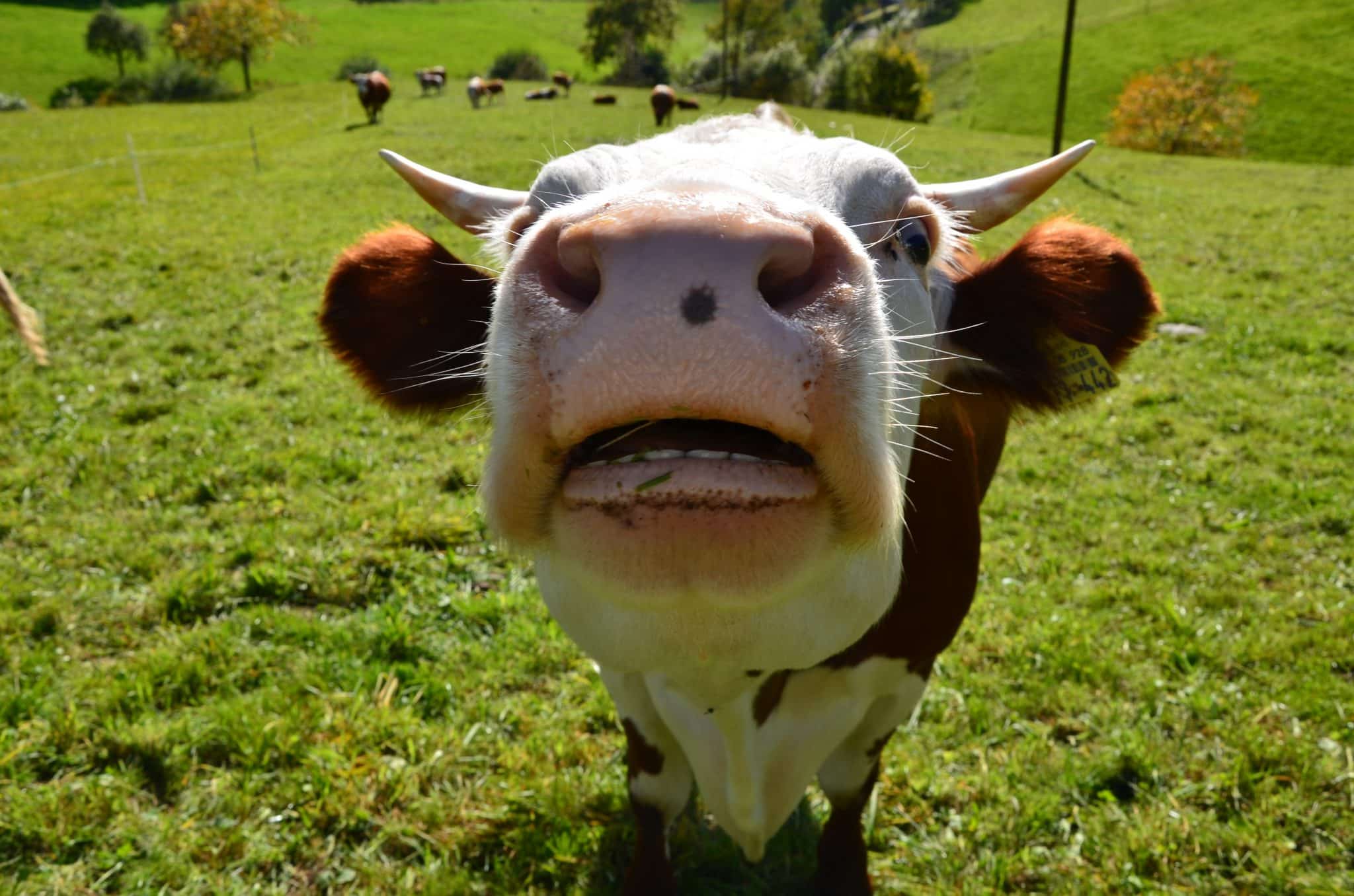 Das Foto zeigt eine Kuh auf einer Bergwiese die beim Blick in die Kamera ihre interessanten Zähne zeigt.